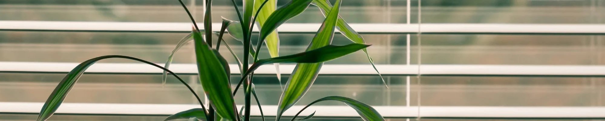 Window blinds by Battlefords Flooring Centre in North Battleford SK